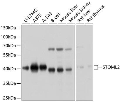 SLP-2 Antibody
