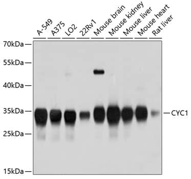 CYC1 Antibody