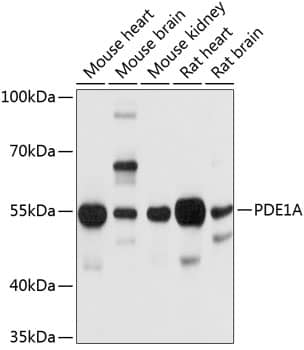 PDE1A Antibody