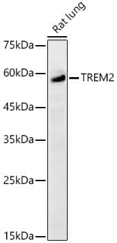 TREM2 Antibody