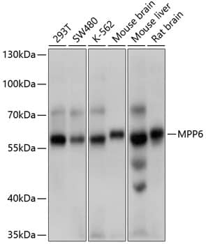 VAM1 Antibody