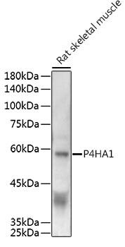 P4HA1 Antibody