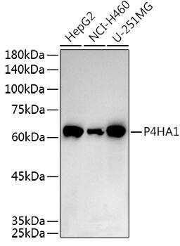 P4HA1 Antibody