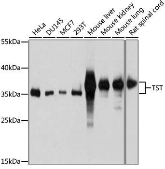 TST Antibody