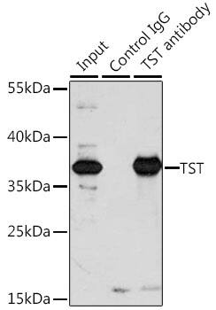 TST Antibody
