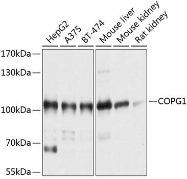 COPG Antibody