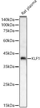 KLF1 Antibody