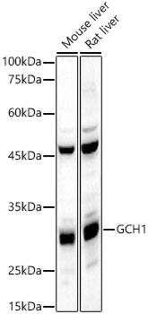 GCH1 Antibody