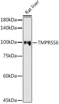 Matriptase 2 Antibody