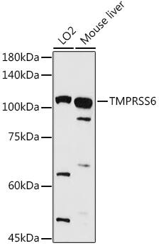 Matriptase 2 Antibody