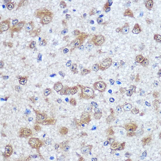 ELAVL4 Antibody