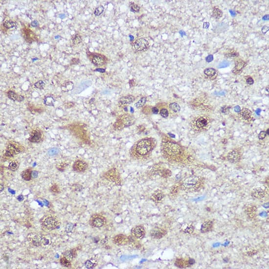 ELAVL4 Antibody