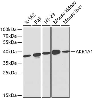 AKR1A1 Antibody