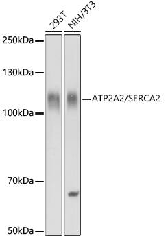 SERCA2 ATPase Antibody