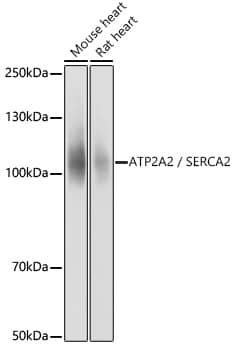 SERCA2 ATPase Antibody