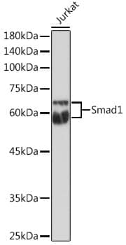 Smad1 Antibody