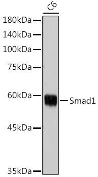 Smad1 Antibody