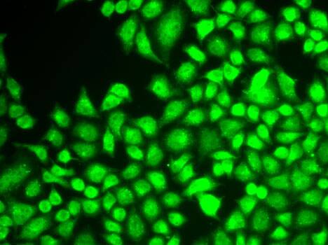 NFkB p105/p50 Antibody