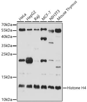 H4 Clustered Histone 1 Antibody