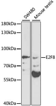 E2F8 Antibody