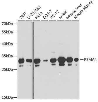 PSMA4 Antibody