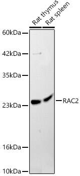 RAC2 Antibody