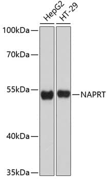 NAPRT1 Antibody