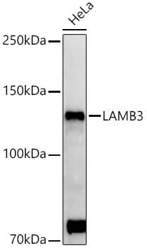 Laminin beta 3 Antibody