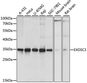 EXOSC3 Antibody