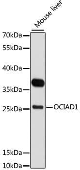 OCIAD1 Antibody