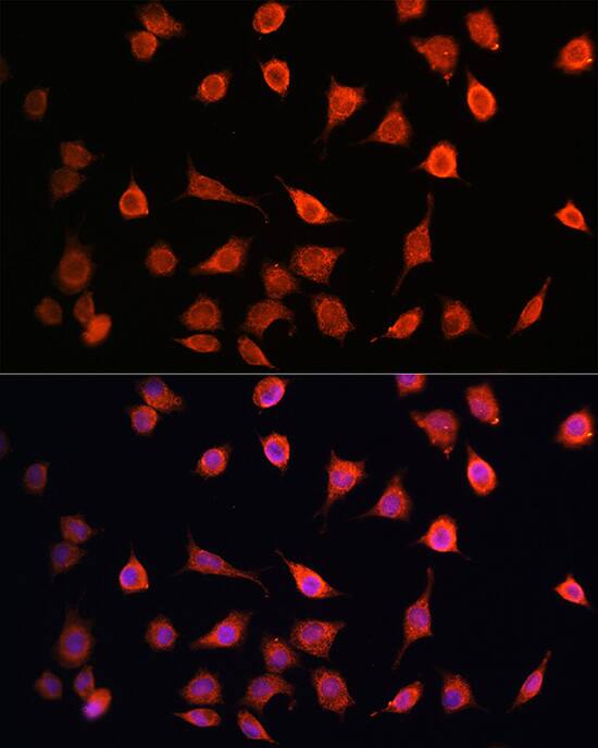 MRPS27 Antibody