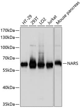 NARS Antibody