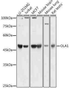 GTPBP9 Antibody