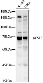 ACSL3 Antibody