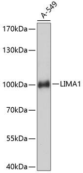 EPLIN Antibody