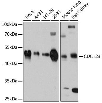 CDC123 Antibody