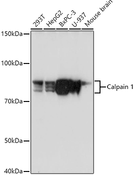 Calpain 1 Antibody