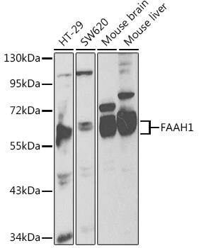 FAAH Antibody