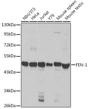 FEN-1 Antibody