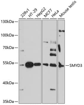 SMYD3 Antibody
