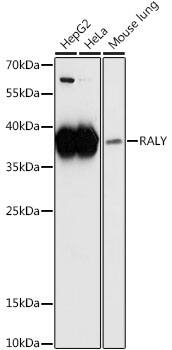 RALY Antibody