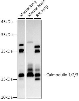 Calmodulin Antibody