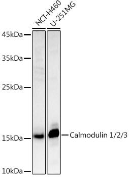 Calmodulin Antibody