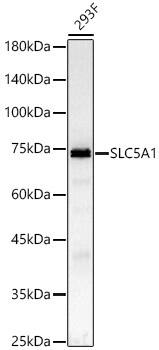 SGLT1/SLC5A1 Antibody