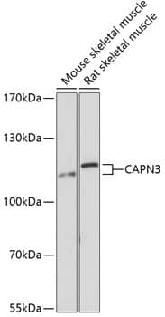 Calpain 3 Antibody