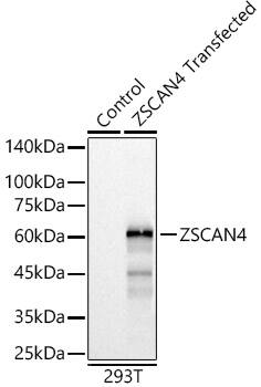 ZSCAN4 Antibody