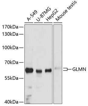 GLMN Antibody