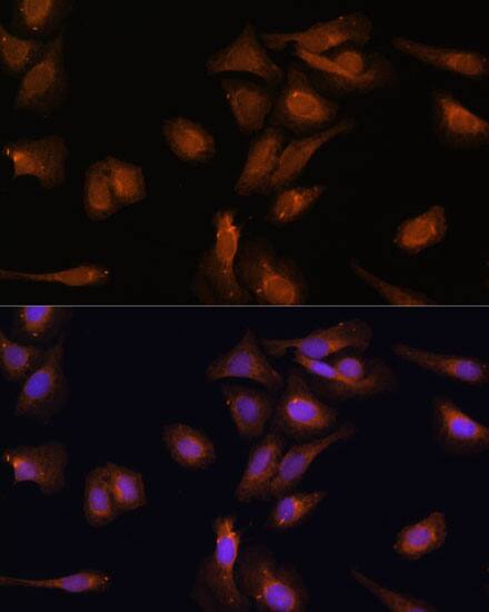 PDE6D Antibody