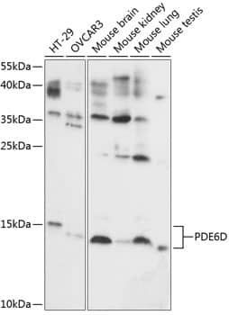 PDE6D Antibody