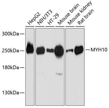 non-muscle heavy chain 10 Myosin Antibody